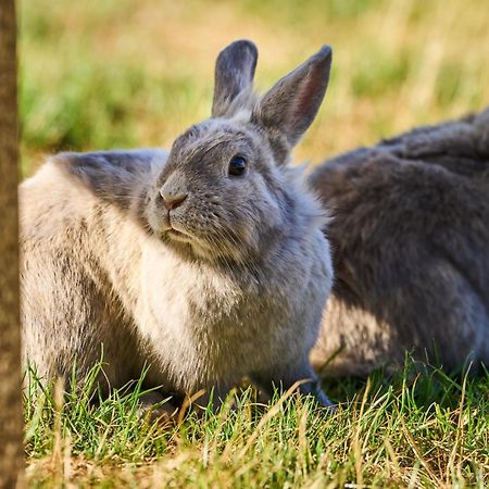Hotel Hesselgaard Glamping Dalby Zewnętrze zdjęcie