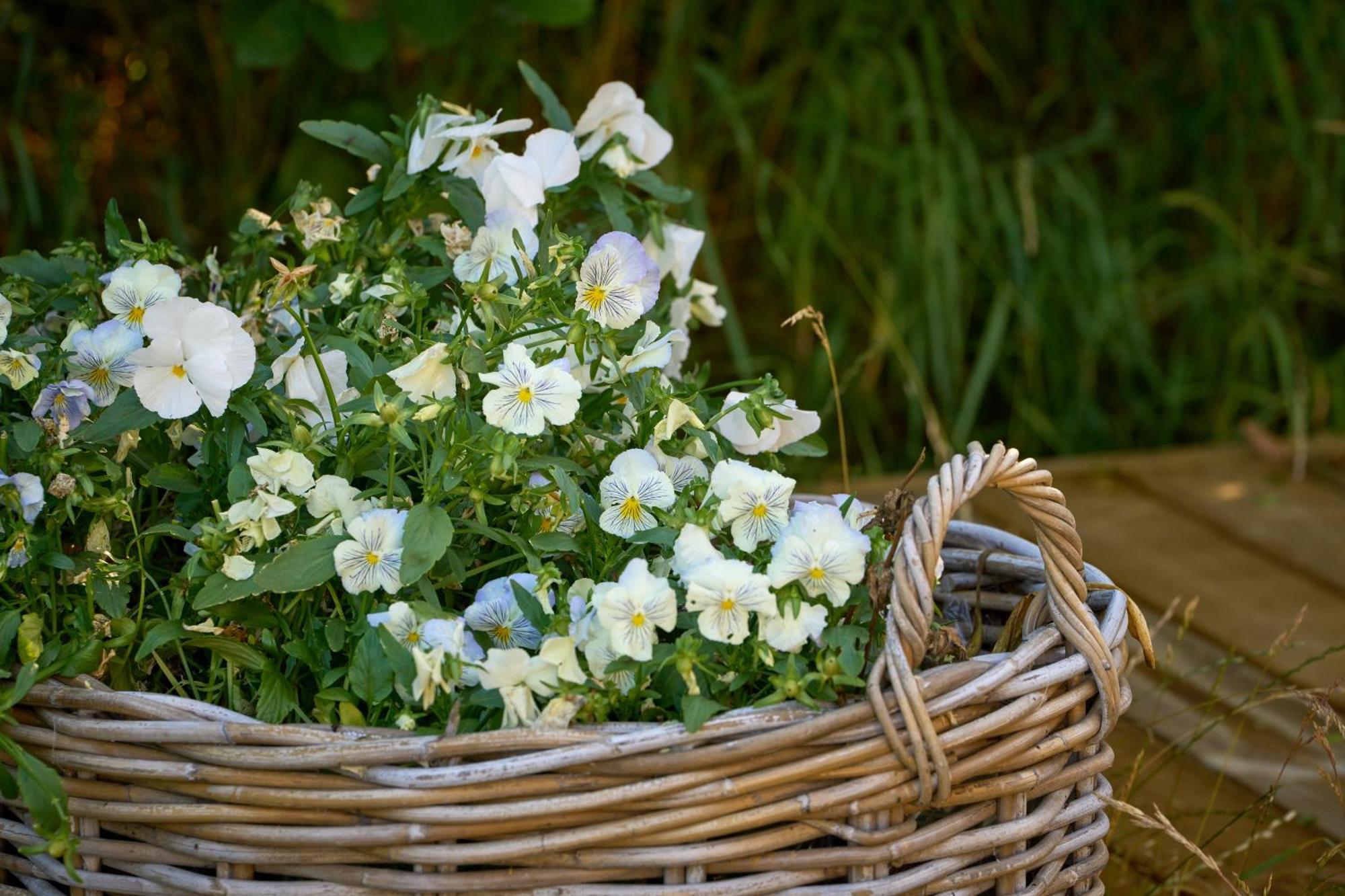 Hotel Hesselgaard Glamping Dalby Zewnętrze zdjęcie